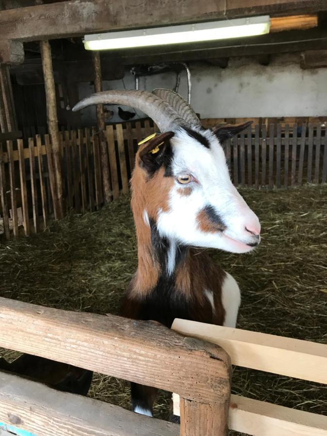 Charmante Gaestewohnung In Altem Bauernhaus In Alpiner Alleinlage Stanz Im Murztal Bagian luar foto